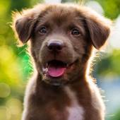 Emotional Support Dog Emotional Support Dog